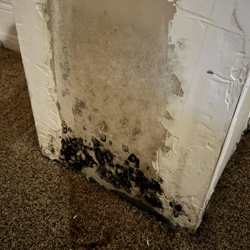 Professional Mold Removal in Granville, WV